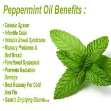 Peppermint is a hybrid plant that has been shown to help with skin conditions, headaches, cold and flu, nausea, and irritable bowel forms of peppermint. Peppermint Oil Mentha Arvensis Peppermint Essential Oil à¤ª à¤ªà¤°à¤® à¤Ÿ à¤• à¤¤ à¤² Natures Natural India New Delhi Id 19207801673