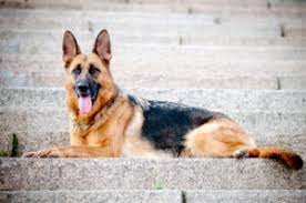 Please text or email us for a more immediate response! German Shepherd Puppies For Sale Available In Phoenix Tucson Az