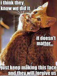 Pin By Kitty On Humor Cat Memes Funny Cat Memes Funny Cats