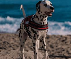 9 Best Dog Harnesses For Dalmatians Our 2019 Review