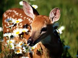 Résultat de recherche d'images pour "une biche"