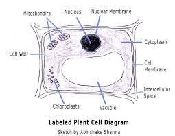 He decided to call the microscopic shapes that he saw in a slice of. Biology Advance Level Notes