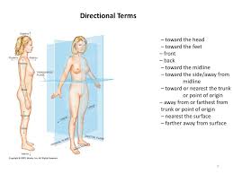 A truck's wheelhouse is the portion of the body at the rear of the truck, above the rear tires. Organization Of The Body Ppt Download