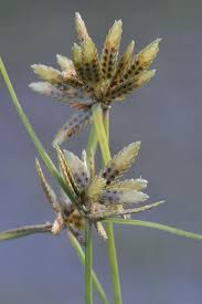 Image result for Pycreus flavescens