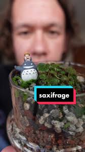 How to Plant Jav and Dhan