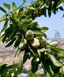 Amandier Prunus Dulcis Culture Bio Rendement Et Varietes