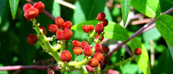 Image result for Anacardiaceae