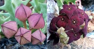 Image result for Orbea melanantha