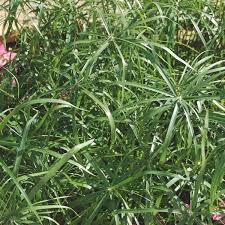 Image result for Cyperus tenax