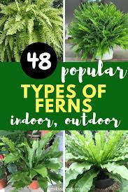 Fern houseplant fern plant potted plants boston ferns care best bathroom plants types of houseplants common house plants flora und fauna pot plante. 48 Types Of Ferns Indoor Outdoor Aquarium With Photos Types Of Ferns Indoor Fern Plants Types Of Fern Plants