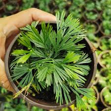 Image result for Actinanthella