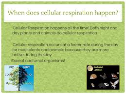 Maybe you would like to learn more about one of these? Photosynthesis And Cell Respiration Ppt Download