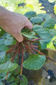 Image result for Trapa natans