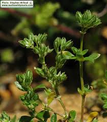 Image result for Polycarpon tetraphyllum