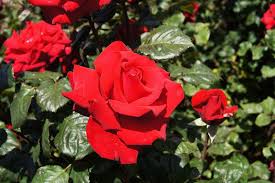 Grand Amore Rose Fairly Resistant To Blackspot Have Not Seen Flower Yet Rose Flowers Plants