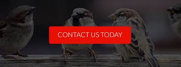 At american pest management, inc., we understand that you want to rid yourself of this nuisance without harming the birds. Wildlife Control Exclusion Call Our Denver Exterminators Colorado Pest Management