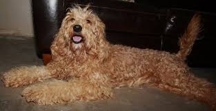 Doodle puppies for sale california. Beaumonde Labradoodles Newest Girl Chrissy Labradoodles Are Better Than Golden Doodles Labradoodle Puppies For Sale Labradoodle Puppy Labradoodle Breeders