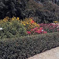 Image result for Cotoneaster