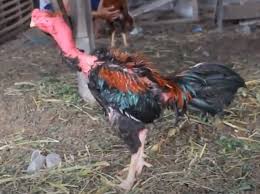Warna ayam pamangon wido yang bagus : Pusat Informasi