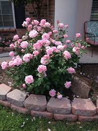 Maybe you would like to learn more about one of these? 2 Gallon Belinda Dream Rose Shrub Rose With Characteristics Of A Hybrid Tea Such As The High Center Bloom Long Stem Pixies Gardens