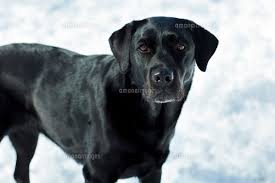雪上の黒い犬（ラブラドール・レトリバー）[10613000678]の写真素材・イラスト素材｜アマナイメージズ