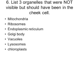 D) on one corner of the cell; Cheek Cell Lab Ppt Download