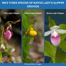 Image result for Brachycorythis lastii