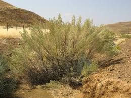 Image result for Pechuel-Loeschea leubnitziae