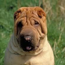 Maybe you would like to learn more about one of these? Www Puppyfind Com Breed Chinese Shar Pei M 4150