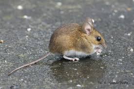 Mäuse im garten und ihre jäger. Nur Mal So Burgdorf Myheimat De