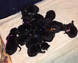 German shepherd puppies ready for new home potty train housebroken love kids good with other. Akc German Shepherd Pups For Sale In Ocala Fl 34432 German Shepherd Breeder In Central Florida