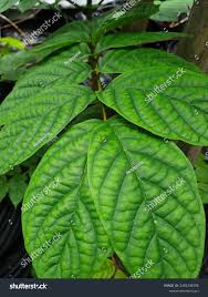 Image result for Leptonychia