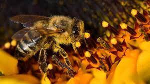 Bee-harming pesticide use given emergency authorisation - BBC News