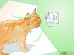 Is the cat spraying no more system by sarah richards for you? How To Prevent A Cat From Spraying 12 Steps With Pictures