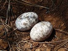Der nachtaktive ziegenmelker ist so gut getarnt, dass man ihn auch tagsüber kaum entdeckt. Ziegenmelker Wikipedia