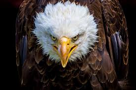 Fan site since 1996 for the eagles (don henley, glenn frey, joe walsh, timothy schmit, randy meisner, bernie leadon). Three Decade Wildlife Mystery Solved International Investigation Discovers Bald Eagles Killer