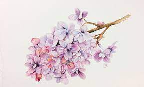 Watercolor Lilac Flowers Pencil Sketch Color Palette Color Swatches My Art Supplies Maria Raczynska On Patreon Flower Painting Flower Drawing Floral Watercolor