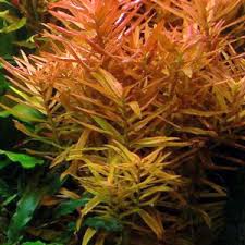 Image result for Nesaea crassicaulis