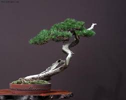 Bonsai Kito Gaya Dan Kriteria Bonsai