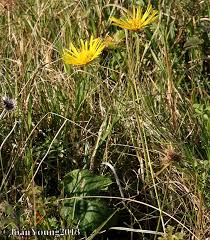 Image result for Berkheya speciosa