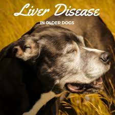 Maybe you would like to learn more about one of these? Liver Disease In Older Dogs Caring For A Senior Dog