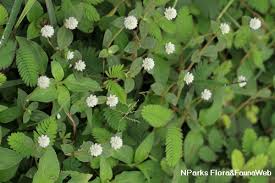 Image result for Gomphrena celosioides