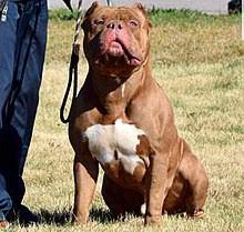 Standard, classic, xl, and pocket. American Bully Wikipedia