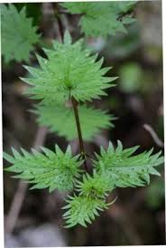 Image result for Girardinia