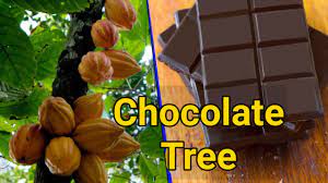 Get free shipping over orders $59.99! Organic Cocoa Tree Fruit Beans Chocolate Tree Theobroma Cacao Youtube
