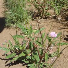 Image result for Monsonia angustifolia