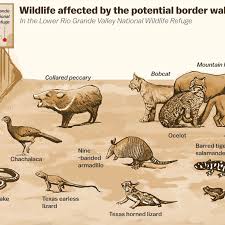 Trumps Border Wall Is An Ecological Disaster Vox