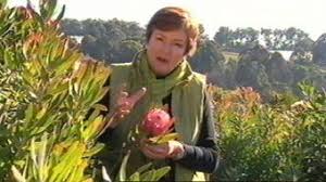 Flowered hedges boast many advantages and can even become truly ornamental. Proteas Fact Sheets Gardening Australia Gardening Australia