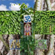 Image result for Tinospora orophila