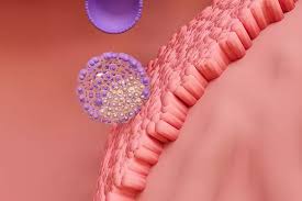 Image result for Pregnane Progestin